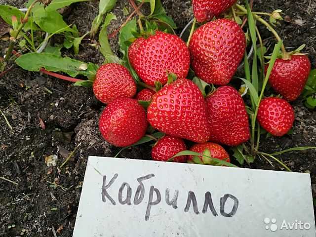 Земляника Садовая Кабрилло: красочные фото Зеленый рай Фотогалерея природы на di