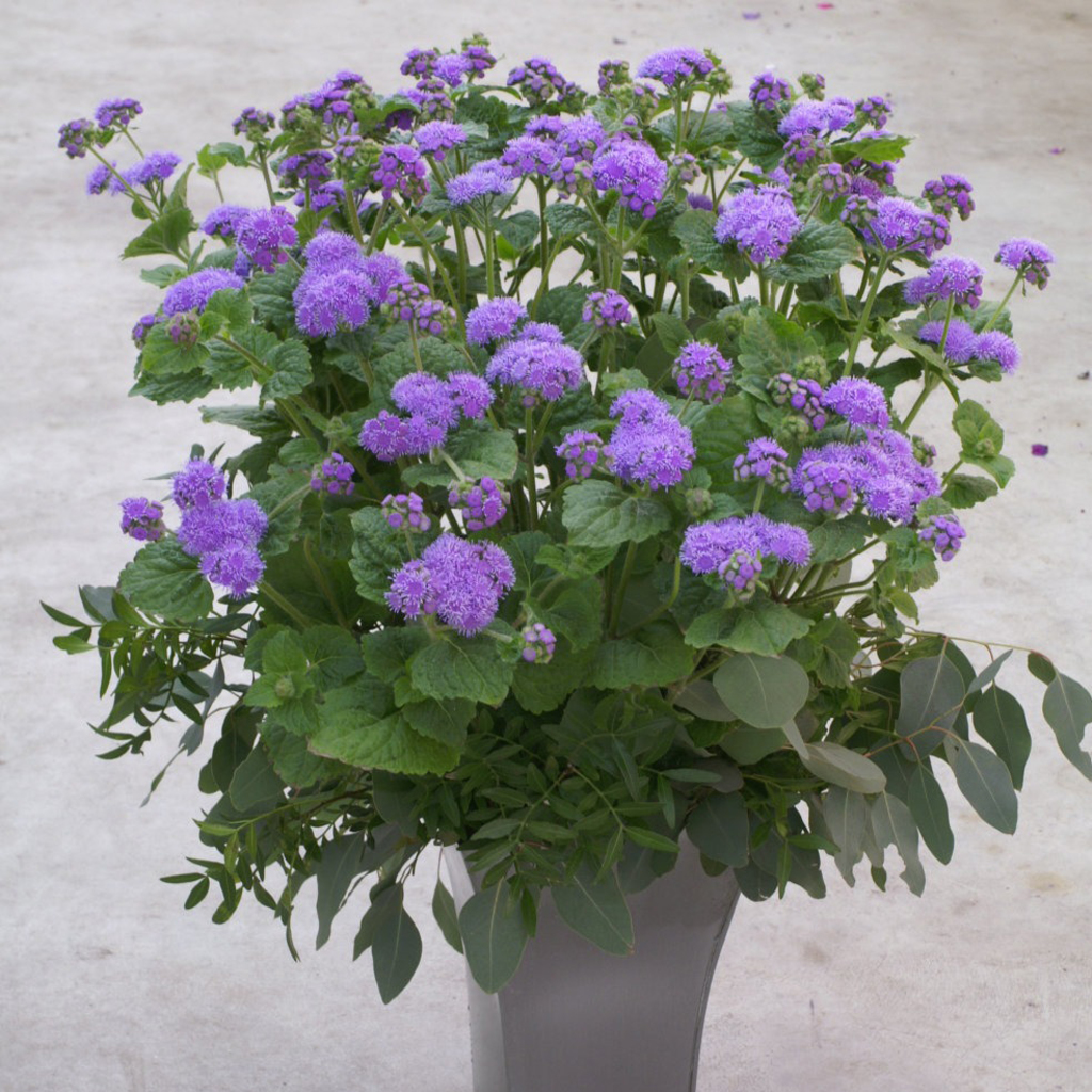 Ageratum blue planet