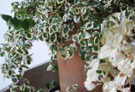 5.Комнатные растения